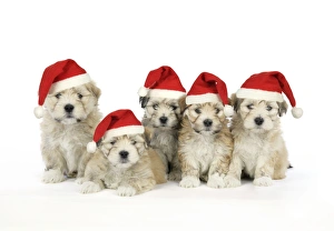 Dog. 7 weeks old Lhasa Apso cross Shih Tzu puppies wearing Christmas hats Dog. 7 weeks old Lhasa Apso cross Shih Tzu puppies wearing Christmas hats
