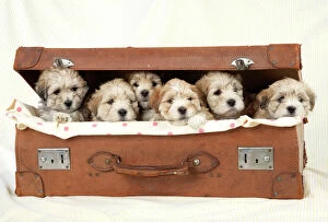 Litter Collection: Dog - 7 weeks old Lhasa Apso cross Shih Tzu puppies in suitcase