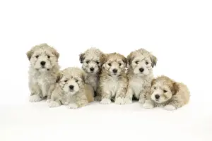 Dog. 7 weeks old Lhasa Apso cross Shih Tzu puppies