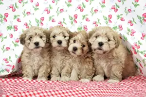 Rows Prints: Dog. 7 weeks old Lhasa Apso cross Shih Tzu puppies