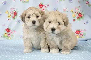 Dog - 7 weeks old Lhasa Apso cross Shih Tzu puppies