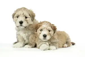 Hybrids Prints: Dog - 7 weeks old Lhasa Apso cross Shih Tzu puppies