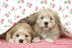 Dog - 7 weeks old Lhasa Apso cross Shih Tzu puppies under blanket