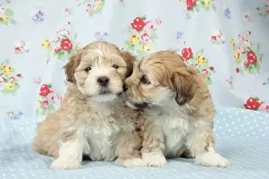 Dog - 7 weeks old Lhasa Apso cross Shih Tzu puppies Digital Manipulation: hair over far left eye