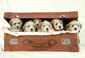 Hybrids Prints: Dog - 7 weeks old Lhasa Apso cross Shih Tzu puppies in suitcase