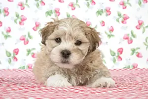 Dog - 7 weeks old Lhasa Apso cross Shih Tzu puppy
