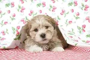 Puppy Prints: Dog - 7 weeks old Lhasa Apso cross Shih Tzu puppy under blanket