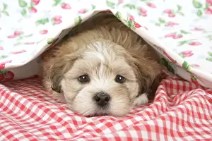 Sorry Prints: Dog - 7 weeks old Lhasa Apso cross Shih Tzu puppy under blanket Digital Manipulation: cleaned right eye