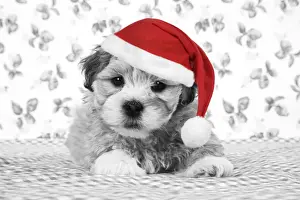 Christmas Prints: Dog - 7 weeks old Lhasa Apso cross Shih Tzu puppy Digital Manipulation: Hat JD, B&W