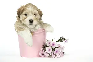 Dog - 7 weeks old Lhasa Apso cross Shih Tzu puppy in pink bucket