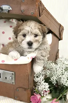 Dog - 7 weeks old Lhasa Apso cross Shih Tzu puppy in suitcase Digital Manipulation: flowers changed to pink