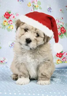 Dog. - 7 weeks old Lhasa Apso cross Shih Tzu wearing Christmas hat. Digital Manipulation: JD hat