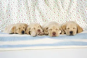 Dog. 8 week old labrador puppies
