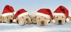 Christmas Hat Collection: Dog - 8 week old labrador puppies wearing Christmas hats. Digital Manipulation
