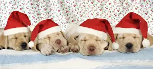 Litters Prints: Dog. 8 week old labrador puppies wearing Christmas hats