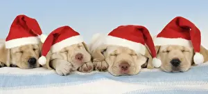 Christmas Prints: Dog - 8 week old labrador puppies wearing Christmas hats
