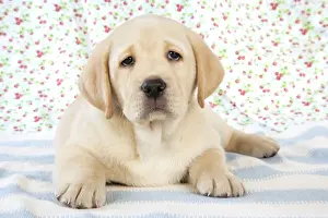 Dog. 8 week old labrador puppy