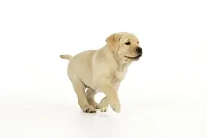 Dog. 8 week old labrador puppy