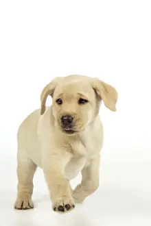 Dog. 8 week old labrador puppy