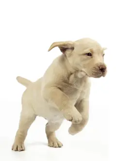 Dog. 8 week old labrador puppy