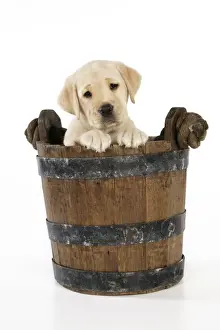 Head On One Side Prints: Dog. 8 week old labrador puppy in bucket