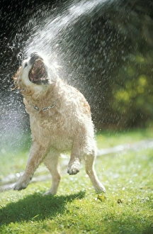 Images Dated 31st January 2011: Dog ME 944 Labrador Retriever Enjoying a hose shower © Johan De Meester / ardea.com