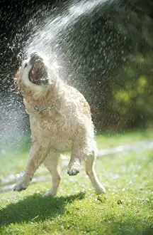 Dog ME 944 Labrador Retriever Enjoying a hose shower © Johan De Meester / ardea. com