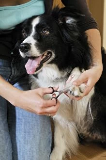 Dog. Adult dog with owner using scissors to trim