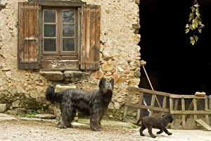 Images Dated 13th May 2007: Dog - adult with puppy outside French house