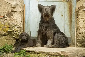 Scruffy Prints: Dog - adult with puppy sitting outside French house