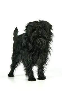 Images Dated 23rd April 2008: DOG. Affenpinscher