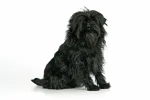 DOG. Affenpinscher