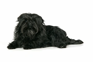 Images Dated 23rd April 2008: DOG. Affenpinscher