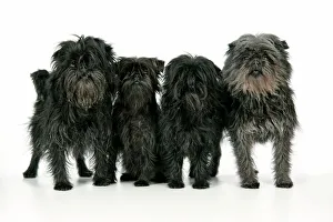 Images Dated 23rd April 2008: DOG. Affenpinscher