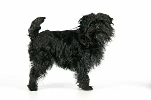 DOG. Affenpinscher