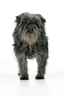 DOG. Affenpinscher