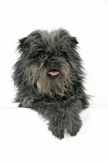 DOG. Affenpinscher