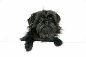 DOG. Affenpinscher