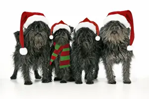 Scarf Prints: DOG. Affenpinscher 4 together. Manipulated image. Hats and scarf added