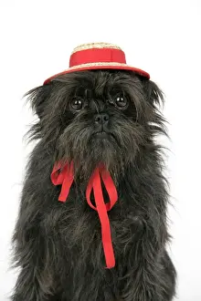 Scruffy Prints: DOG. Affenpinscher with hat