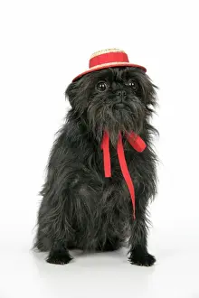 Scruffy Prints: DOG. Affenpinscher with hat