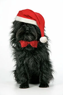 DOG. Affenpinscher - wearing Christmas hat & bow tie