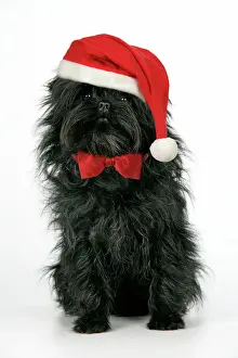 Bow Tie Prints: DOG. Affenpinscher - wearing Christmas hat & bow tie Digital Manipulation: added hat & bow tie