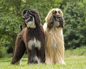Images Dated 22nd March 2016: Dog Afghan Hound