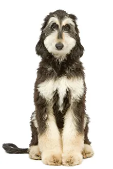 Afghan Collection: Dog - Afghan Hound