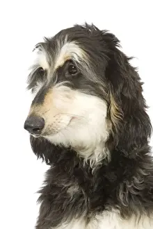 Dog - Afghan Hound