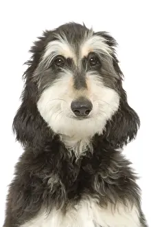 Dog - Afghan Hound