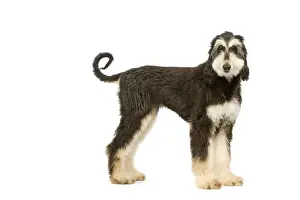 Afghans Prints: Dog - Afghan Hound