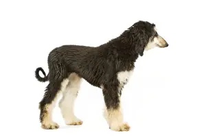 Dog - Afghan Hound