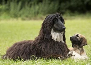 Dog Afghan Hound adult and young puppy